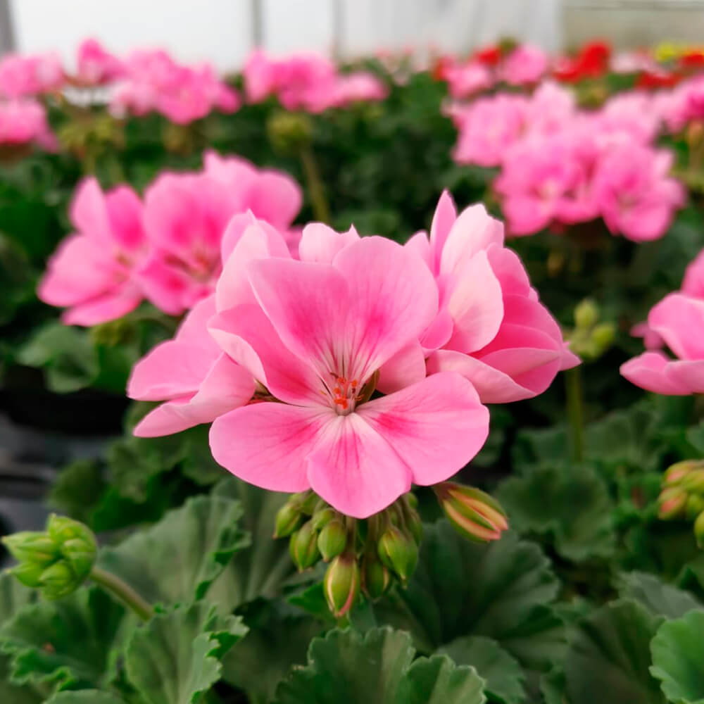 Pelargonija stajaća – 2